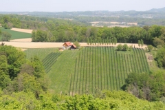 DSCN6367